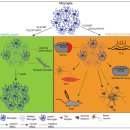 Re:Re:Glial Cells(astrocyte, microglia, oligodendrocyte) and Their Function in the Adult Brain 이미지