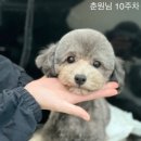 김포도그 네이버블로그