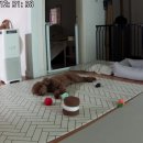 놀로동물행동클리닉 | 반려견 분리불안 극복 가능할까? - 퐁이의 분리불안 극복기(놀로 행동클리닉 후기)