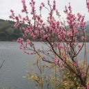 도원리유원지 이미지