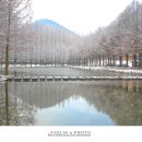 메타세쿼이아랜드 이미지