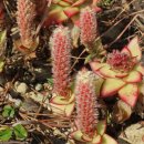 바위 솔 이미지