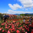 장미매점 이미지