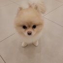 일산애견호텔 애견유치원 맘바이 일산점 | 일산애견호텔 맘바이 일산점 이용 후기 – 처음으로 안심하고 맡길 수 있었던 이유가 있었어요^^