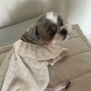 온리 펫살롱 이미지