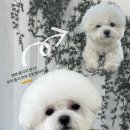 다듬, 강아지미용실 이미지