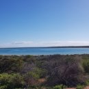 스트로마톨라이트 이미지