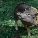 저동축산 이미지