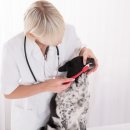 달강아지 이미지