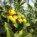 상복 농장 이미지