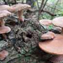 일요농장 이미지