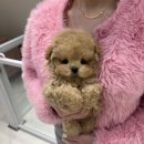 럽댕 강아지분양 이미지