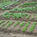 통화농장1 이미지