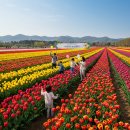 양구자연생태공원(생태식물원,DMZ야상화분재원,DMZ야생동물생태관) | 봄꽃 만발! 양구 튤립 축제: 가족 여행 추천 코스
