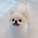 위너스동물병원 네이버블로그