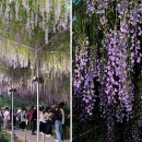 현플라워 이미지