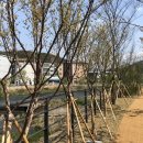 양지천 마평동 이미지