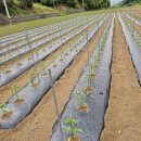 통골농장 이미지