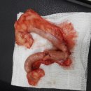 제갈견 동물병원 이미지