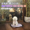 가배도 혜화점 | 명동 애견동반카페 추천! 가배도 재방문 후기 (실내 동반 가능)