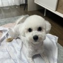 아이멍쥬 네이버블로그