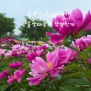 합천군 농업기술센터 | 흐린 날이 더 특별했던 날, 합천 핫들생태공원의 만개한 작약꽃밭