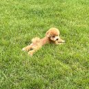 펫아울렛 | 🐾 주말마다 찾는 행복한 곳, 김포 현대프리미엄아울렛 펫파크 후기 🐶