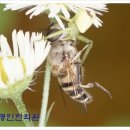 벌침상담 네이버블로그