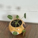 댕댕아리 | [대전]괴정동 애견동반 카페 추천 ‘아리보케커피’💟