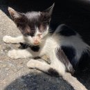 웨스턴5빌딩 이미지