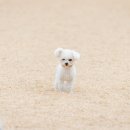 해리애견 이미지