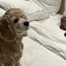 코땅 펫택시 이미지