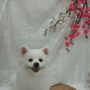 뭉치, 그루밍 이미지