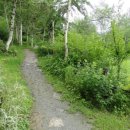 꿈꾸는 자작나무 이미지