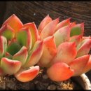 이사도라 이미지