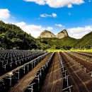 진안 인삼재배 문화 이미지