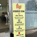 튼튼농장 | [양평] 농장직송 1등급 계란 구매는 &lt;튼튼계란&gt; 신선한 유정란 맛집 후기 | 난각번호 보는법
