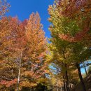 진주-반성-비상-23 | 경상남도 진주수목원 단풍놀이 11월 첫째주 후기 / 주차 요금, 입장료, 전동관람차