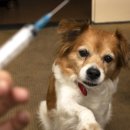 도그마루 이미지