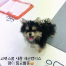 코펫스쿨시흥배곧캠퍼스