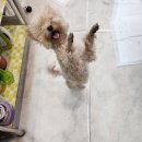 도도한강아지 | 인천 남동구 &lt;도도한강아지&gt; 강아지미용 너무 이쁘게 나왔어요 :)!!