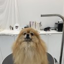 빵독 반려미용실 이미지