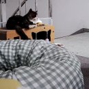 까망터치 이미지