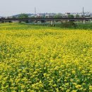 하천(대전천1) 이미지