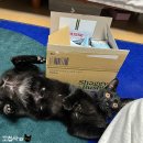 임자가축인공수정소 | 고양이 사료 | 기호성 테스트(후새/쉐지애)(직접 구매)