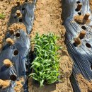 한국종묘농약사 이미지