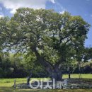 석성동헌 탱자나무 이미지