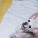 이개 누구개 이미지