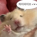 더정