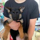 셰퍼트 분양 | 저먼 셰퍼트 분양후기